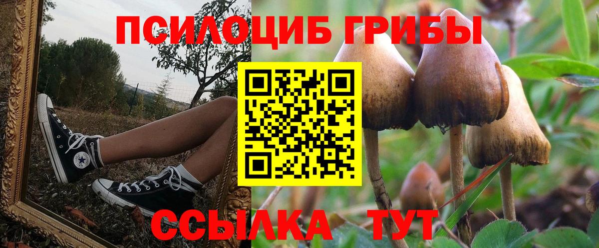 закладки  Псилоцибиновые грибы MAGIC MUSHROOMS  Вход с VPN  Новоалександровск 